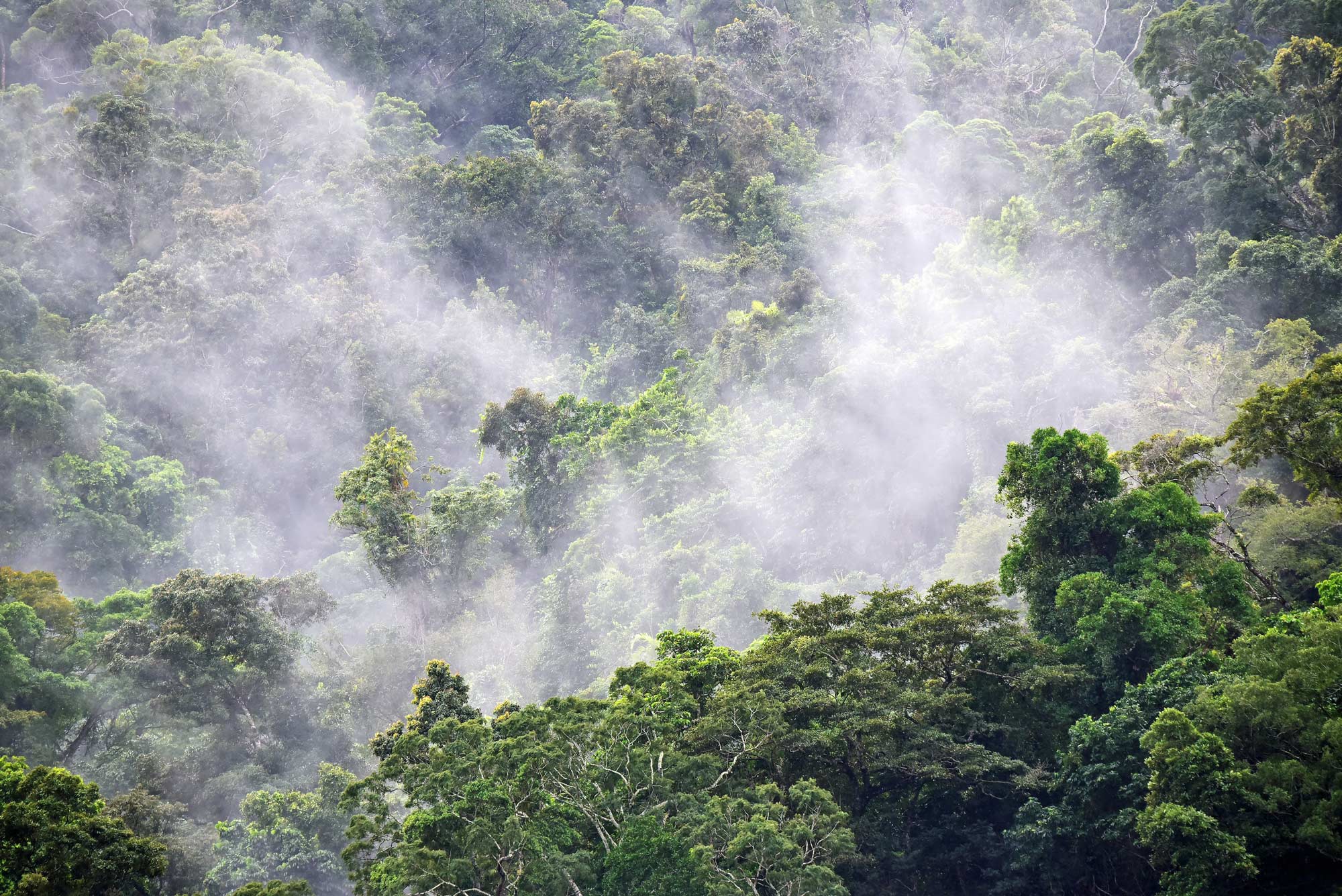 Umwelt-Projekt, Wald von Bali im Nebel, environmental project, POI