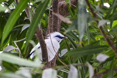 Balistar, bedrohte Vogelarten, Umweltschutz, Vision