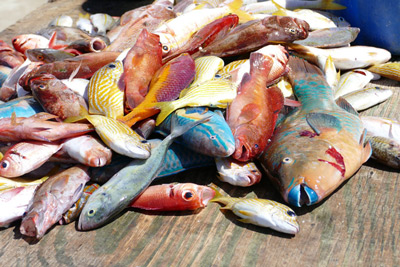tote Fische, Fischsterben, Korallenbleiche, Überfischung, dead fish, coral bleech, overfishing