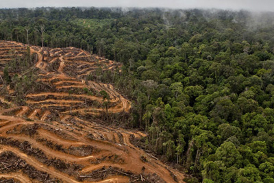Regenwald, Abholzung, rainforest, deforestation